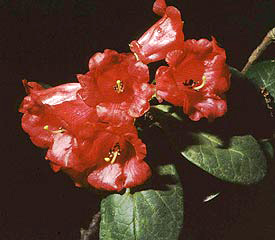 R. 'pocophorum'